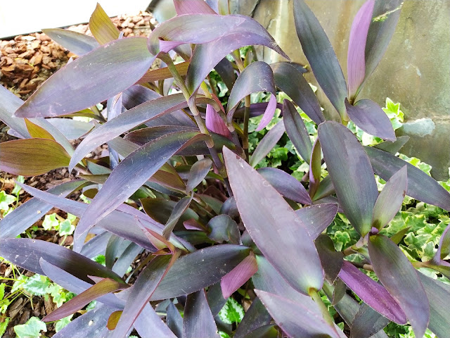 Amor de hombre (Tradescantia pallida (Rose) D.R.Hunt).