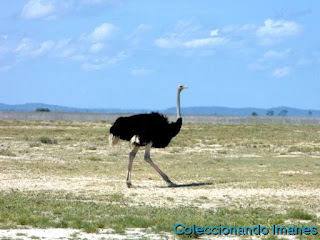 Etosha Animales Namibia Safari