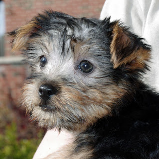 Silky Terrier Puppy