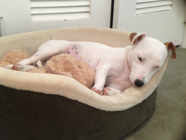 dog sleeping with stuffed animal