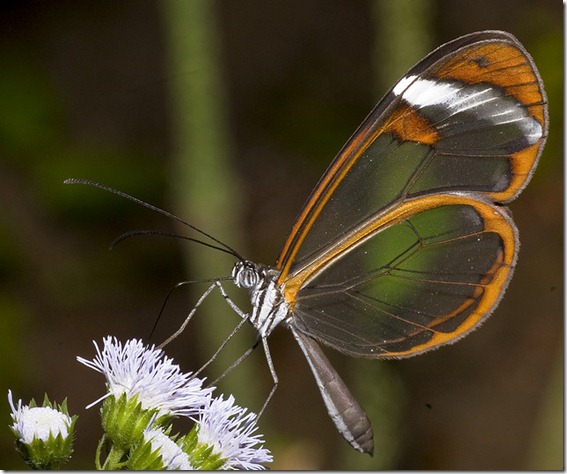 GLASSWING - Greta oto