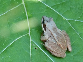 Grenouille des bois 