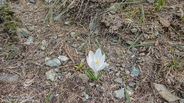 White Crocus plant - Medicinal Plants in Macedonia