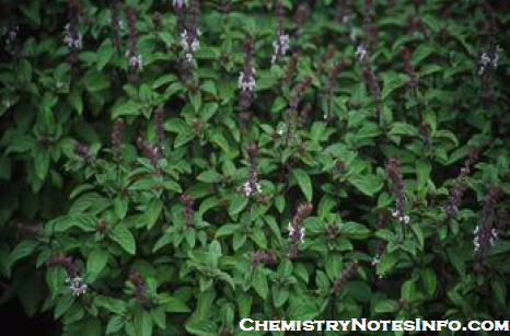 Holi Tulsi Plant