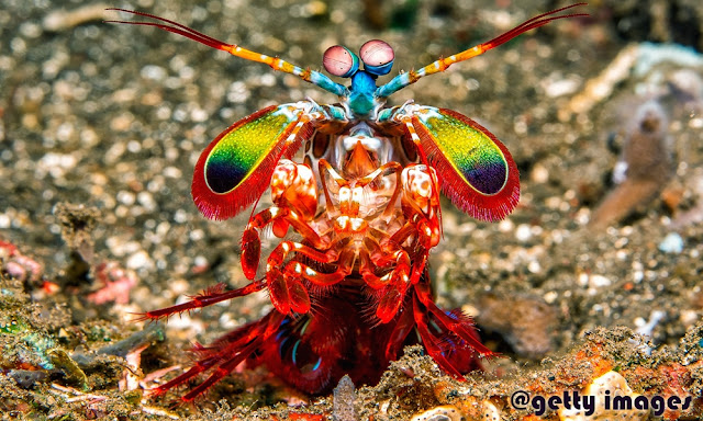 Udang Sentadu Penghias Lautan