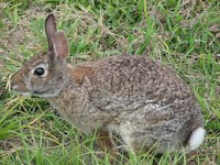 Periyar Wildlife Sanctuary