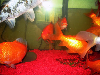 goldfish tank ideas. goldfish tank decorations.