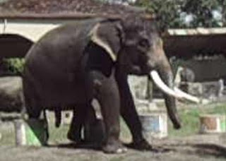 Gajah, Kebun Binatang, Gembira Loka, Jogyakarta, gajah birahi, harga tiket masuk, gajah sumatra, 