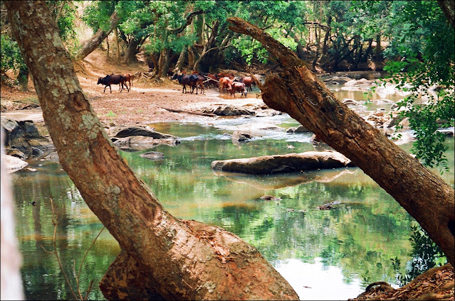 Kerala Nature Images