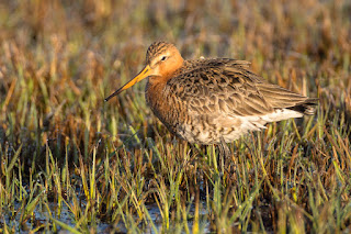 Wildlifefotografie Uferschnepfen