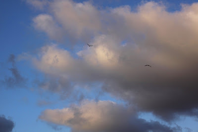 Clouds and Birds