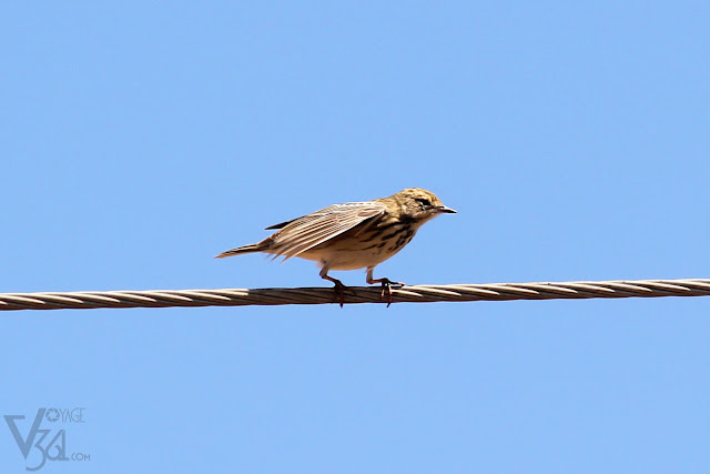 Pipit sp.