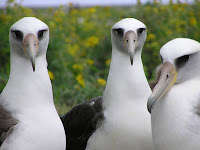 Albatross Bird Animal Pictures