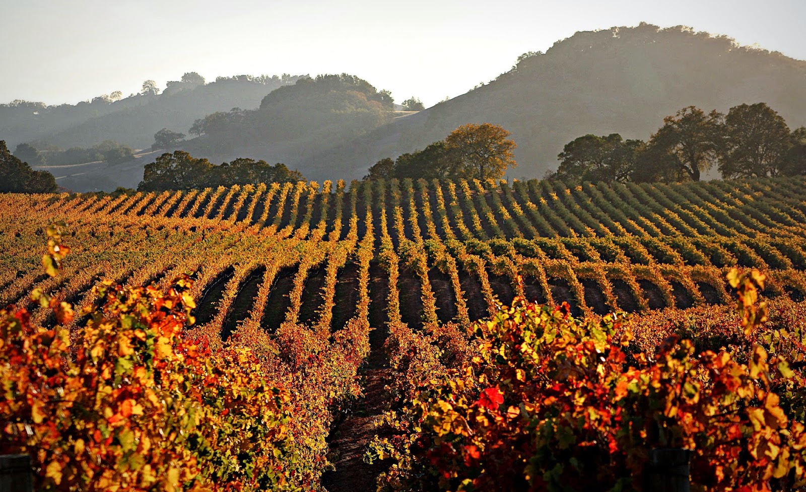 Image result for fall in the vineyard paso robles