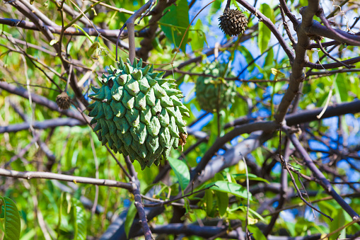 Manfaat Buah Srikaya Nanas (Biriba, Rollinia) untuk kesehatan