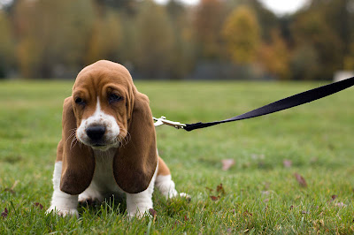 Basset Hound Puppy Pictures