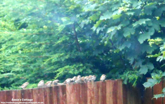 Some of our beautiful garden guests arrive for breakfast :)