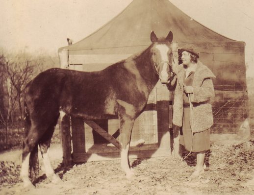 Lady Wonder the Psychic Horse