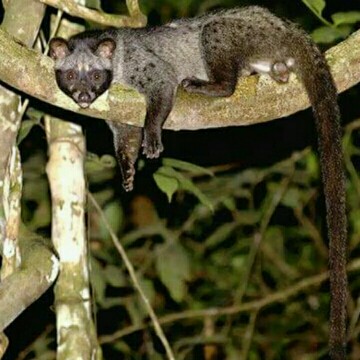 13 Jenis Musang Paling Populer Untuk Dipelihara Beserta 