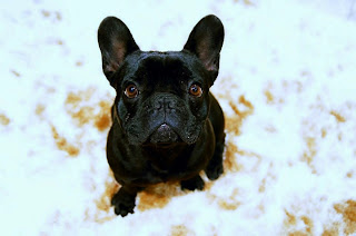 french bulldog puppies pictures