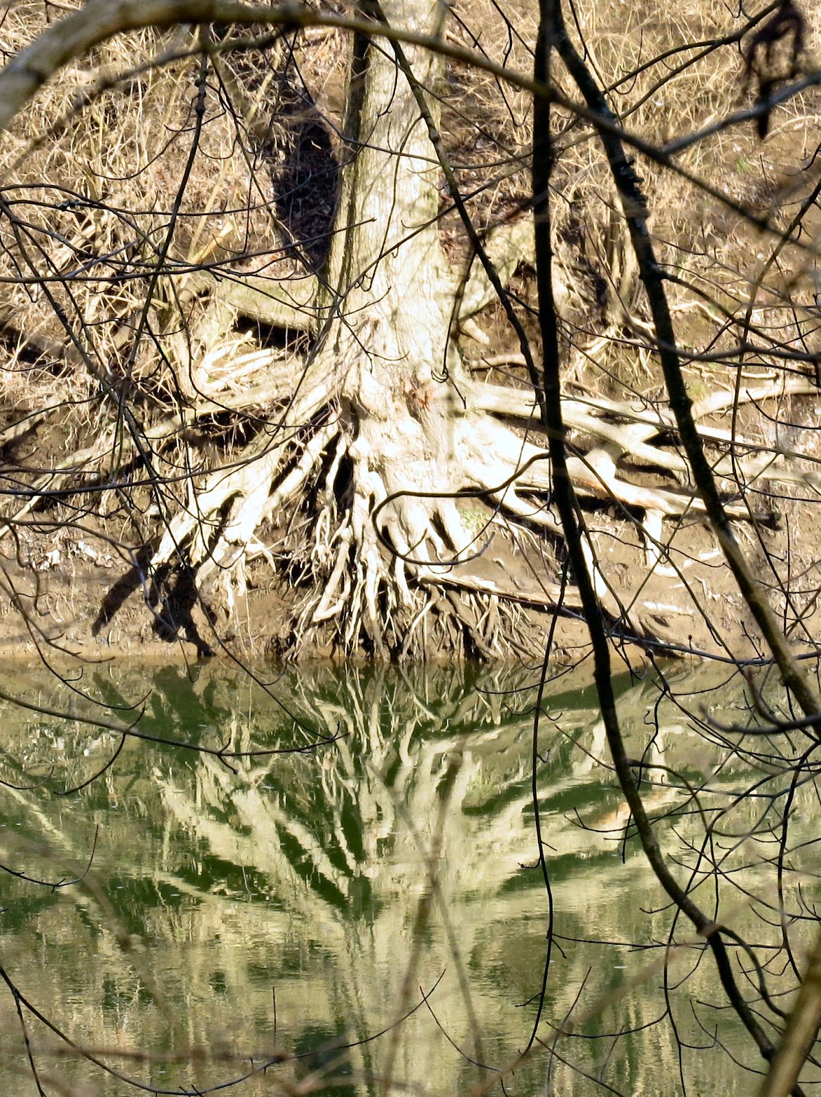 bare roots reflected