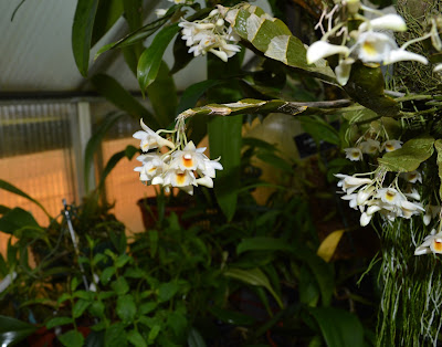 Dendrobium platygastrium care and culture