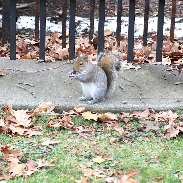 Squirrels of New York City | Linzer Lane Blog