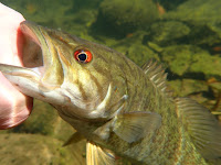 Potomac smallmouth bass taken with Olympus TG-6