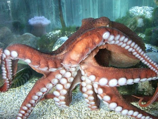 pacific-octopus Wallpapers