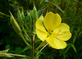 Цветок Oenothera biennis