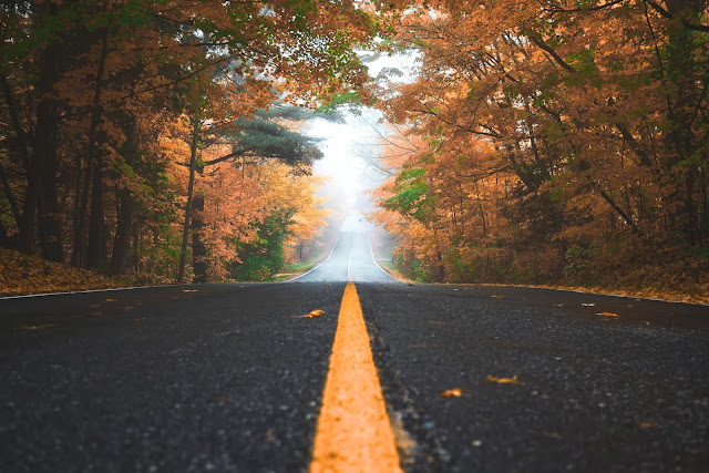 autumn, road, background, wallpaper, trees