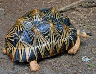 Radiated Tortoise