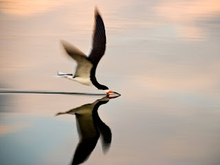 black skimmer