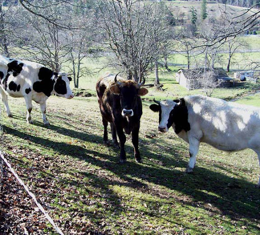 Pooka Cow (the brown one), Spotty Friend, and Less Spotty Friend.