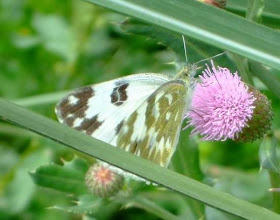 Bath white butterfly picture