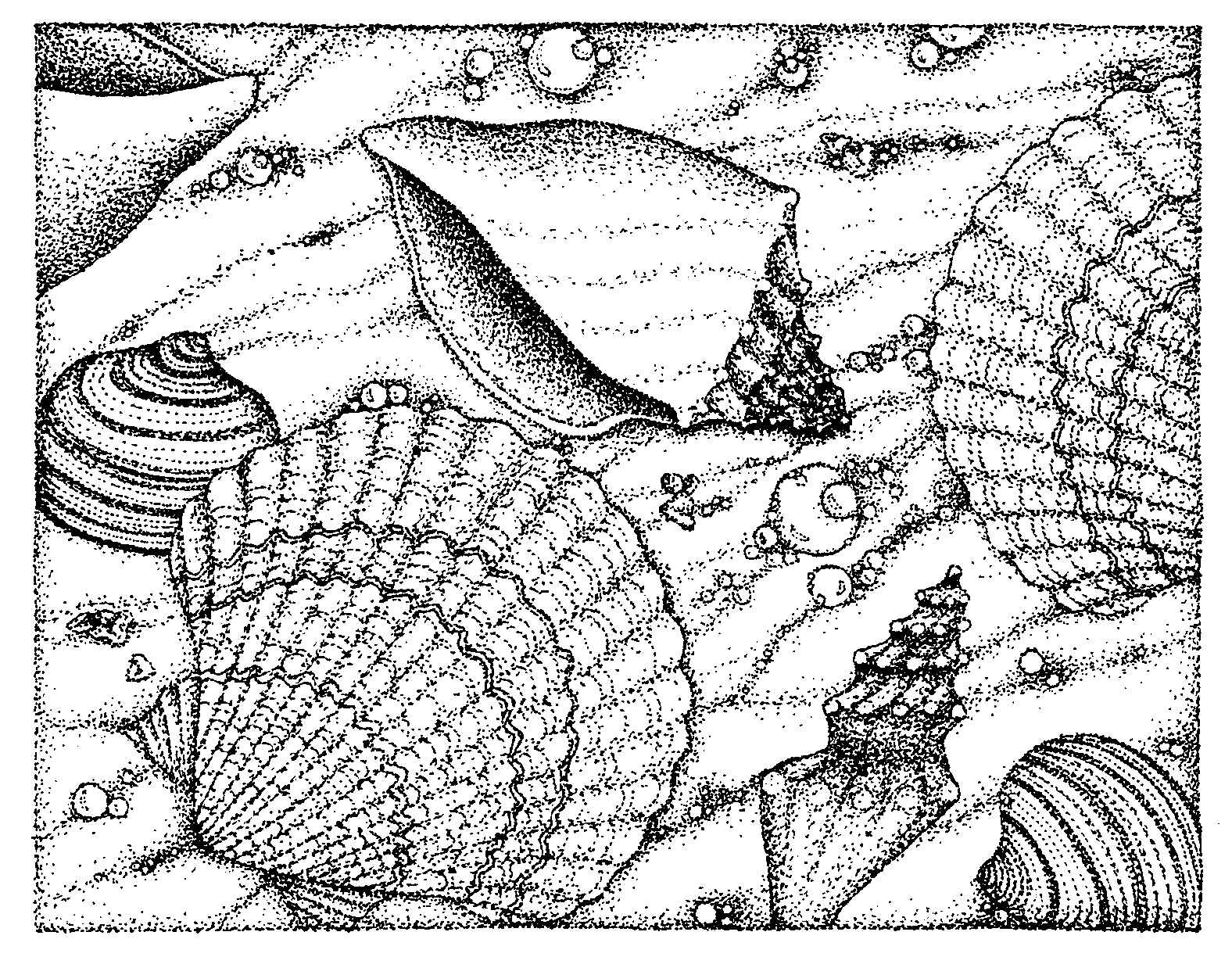 Free Printable Coloring Pages Of Seashells 7