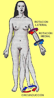 movimientos de rotación y circunducción