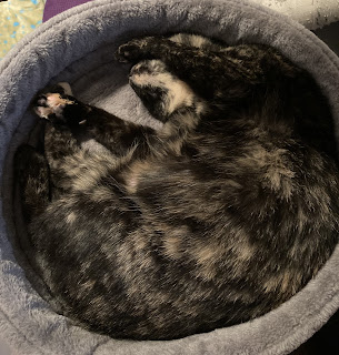 A small black and tan tortoiseshell cat lies in a round bed with her throat and belly turned upwards.
