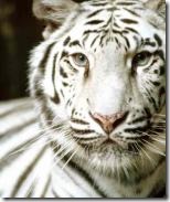 white-tiger