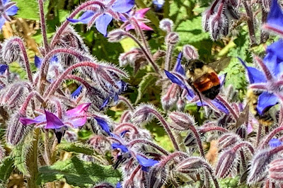 giant orange and black bumblebee