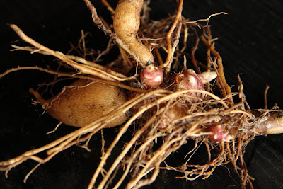 Permaculture Yacon tubers for sale Australia