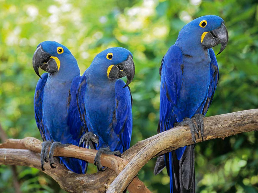 PARROTS IN INDIA: PARROT'S PRICE IN INDIA