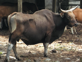 Fauna Gue: Informasi Tentang Banteng, Binatang yang konon suka menyeruduk