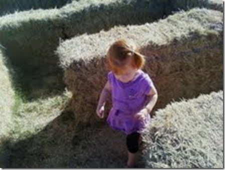 pumpkin patch 3