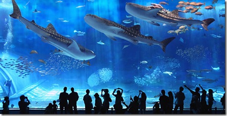 okinawa_churaumi_aquarium