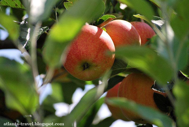 Яблочный сад в Джорджии. Apple orchard.