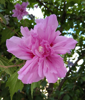 flor rosa de siria
