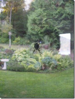 spider