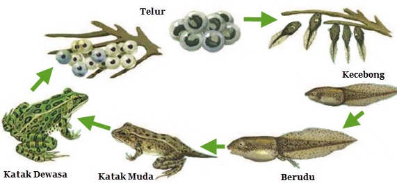 Proses Metamorfosis pada Katak Penjelasan Lengkap 