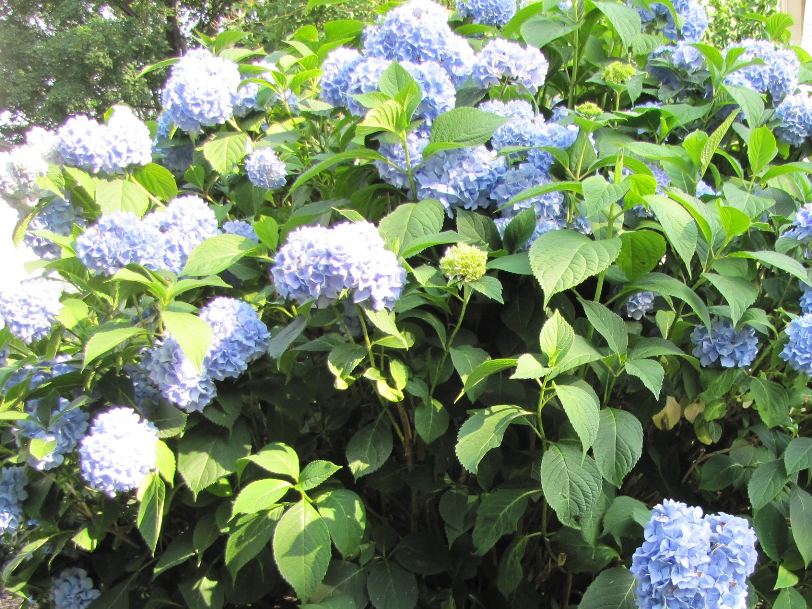 mophead hydrangea shrub with blue flowers